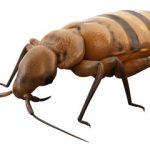 TROVARE CIMICI DA LETTO ROMA